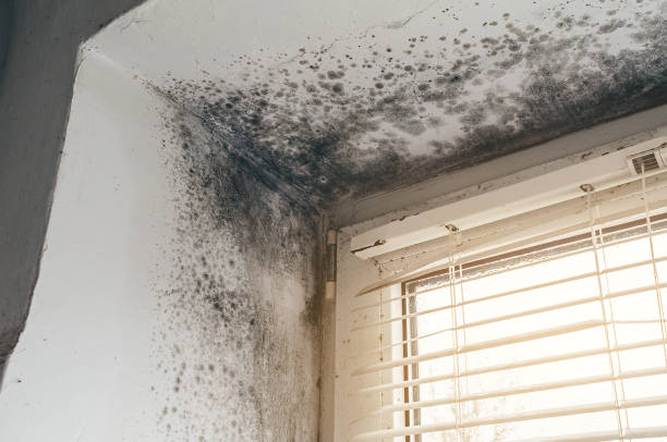 Affordable Commercial Mold Remediation solutions in Salem, IL
