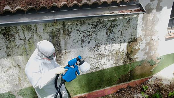 Top rated local Commercial Mold Remediation specialists in Salem, IL